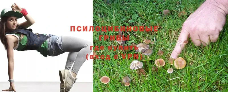 Галлюциногенные грибы Psilocybine cubensis  Калязин 